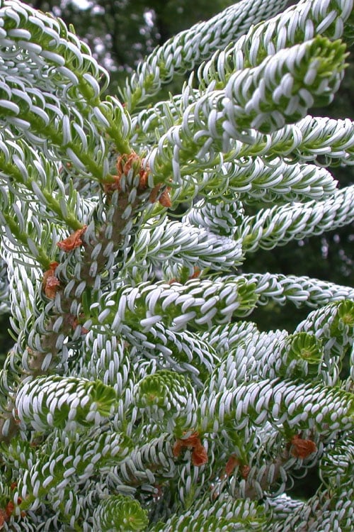  Horstmann's Silberlocke Korean Fir - 5 Gallon Pot