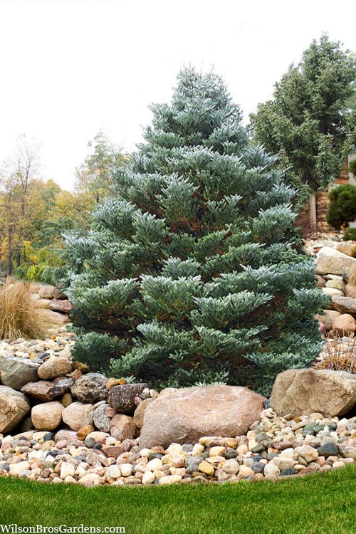 Horstmann's Silberlocke Korean Fir - 5 Gallon Pot