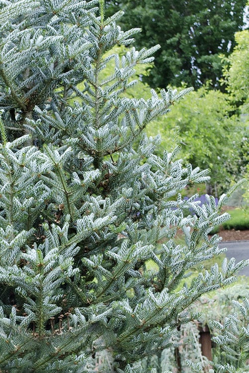  Horstmann's Silberlocke Korean Fir - 5 Gallon Pot