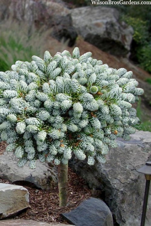  Ice Breaker Korean Fir (Single Trunk Topiary) - 3 Gallon Pot