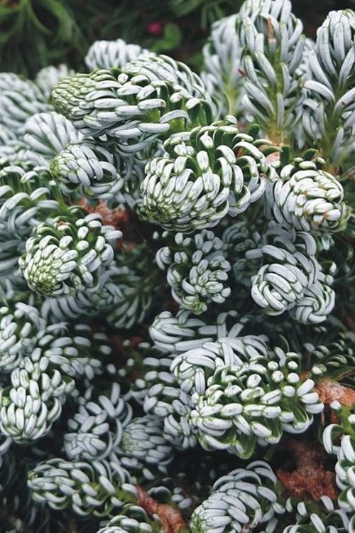 Ice Breaker Korean Fir (Single Trunk Topiary) - 3 Gallon Pot