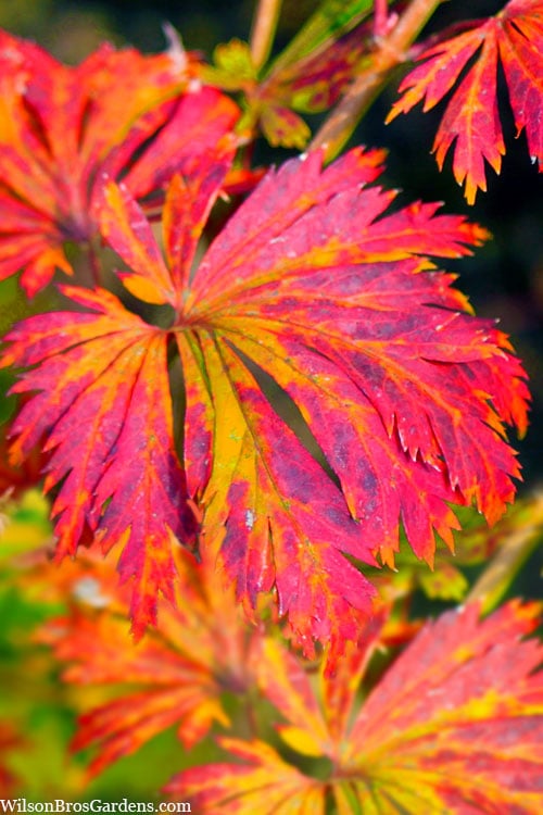  Dancing Peacock Japanese Maple (Acer Japonicum 'Aconitifolium') - 3 Gallon Pot (2-3')