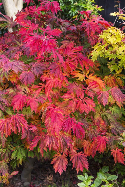  Dancing Peacock Japanese Maple (Acer Japonicum 'Aconitifolium') - 3 Gallon Pot (3-4')