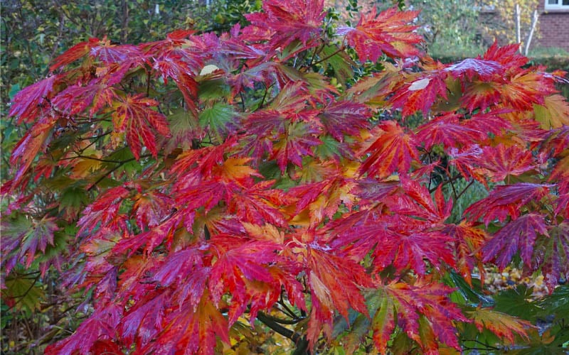  Dancing Peacock Japanese Maple (Acer Japonicum 'Aconitifolium') - 3 Gallon Pot (3-4')