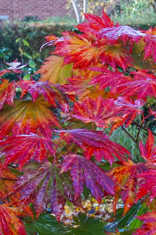  Dancing Peacock Japanese Maple (Acer Japonicum 'Aconitifolium') - 3 Gallon Pot (3-4')