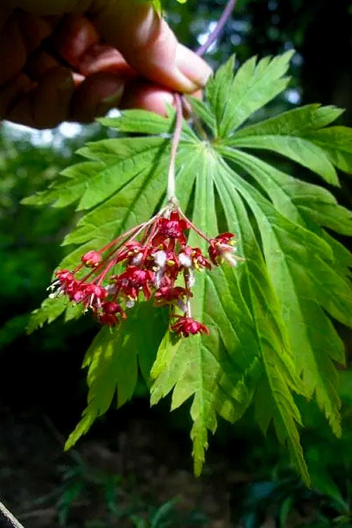  Dancing Peacock Japanese Maple (Acer Japonicum 'Aconitifolium') - 3 Gallon Pot (3-4')