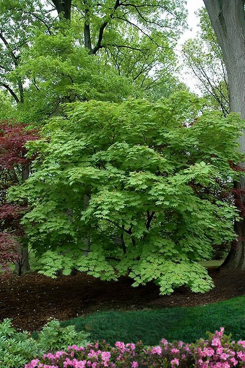  Dancing Peacock Japanese Maple (Acer Japonicum 'Aconitifolium') - 3 Gallon Pot (3-4')