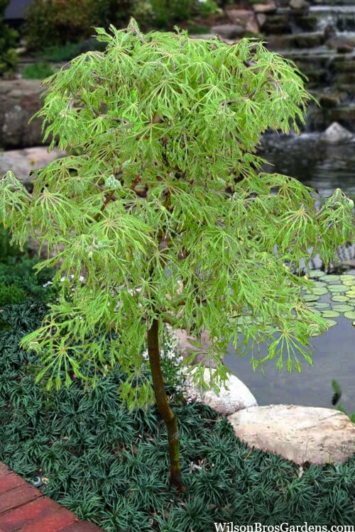  Fairy Lights Full Moon Japanese Maple - 3 Gallon Pot
