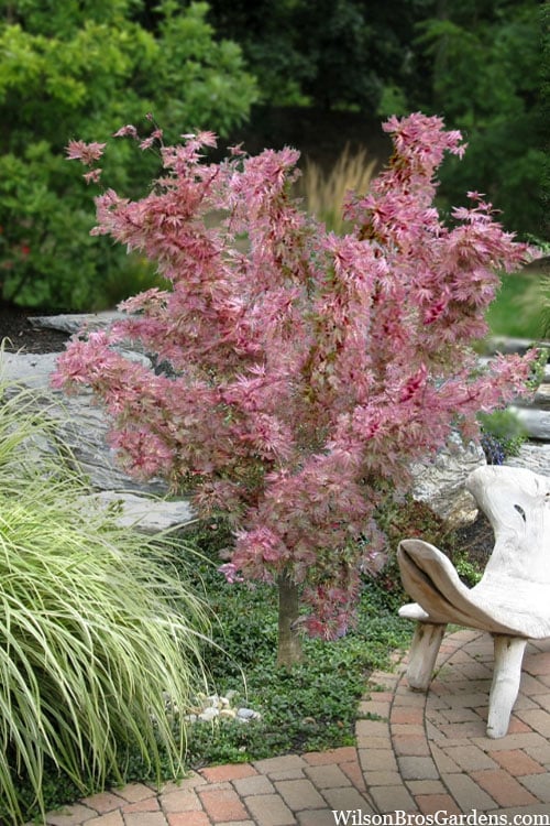  Abigail Rose Japanese Maple - 3 Gallon Pot