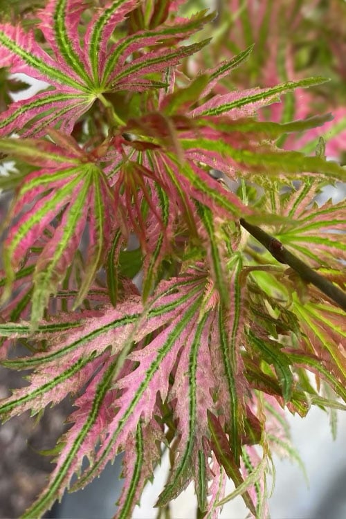  Abigail Rose Japanese Maple - 3 Gallon Pot