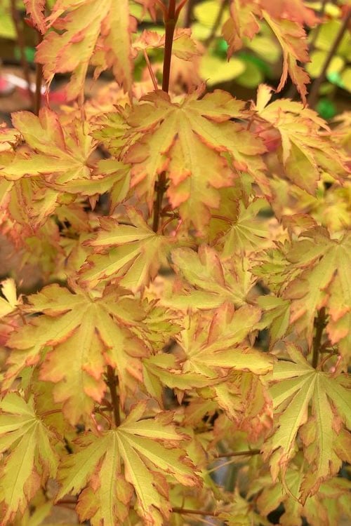  Anne Irene Japanese Maple - 3 Gallon Pot
