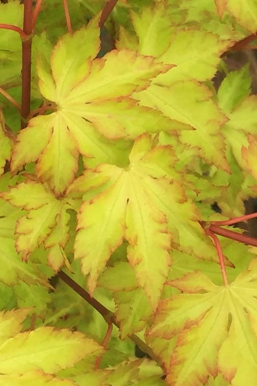 Anne Irene Japanese Maple - 3 Gallon Pot