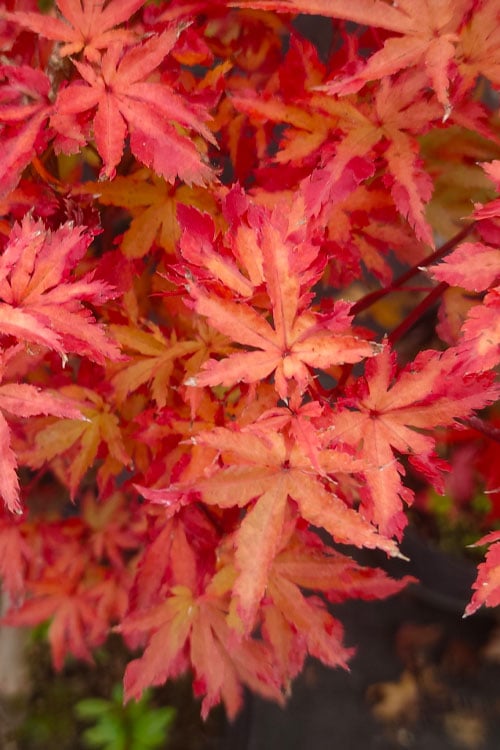  Anne Irene Japanese Maple - 3 Gallon Pot