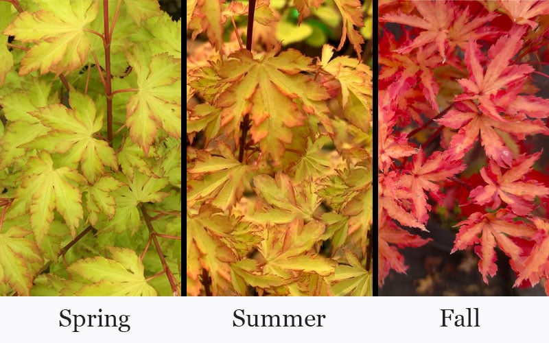  Anne Irene Japanese Maple - 3 Gallon Pot