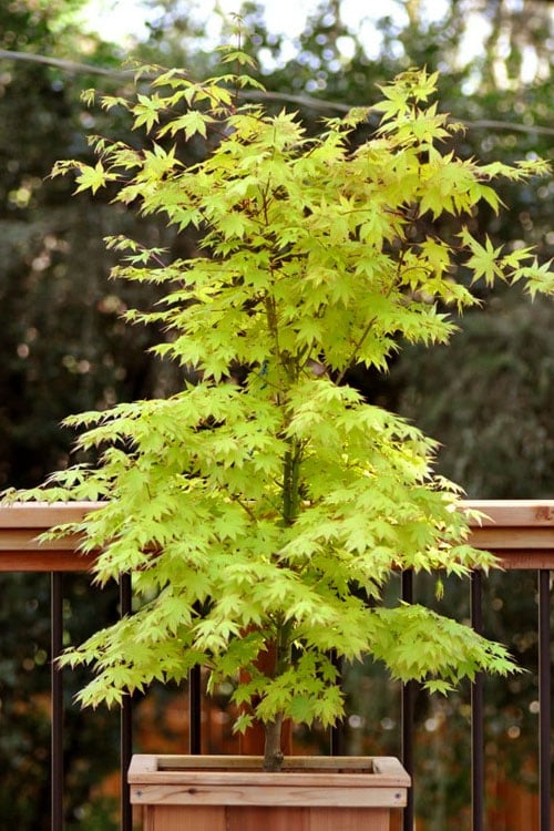  Anne Irene Japanese Maple - 3 Gallon Pot