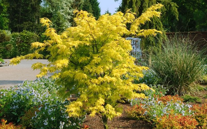  Anne Irene Japanese Maple - 3 Gallon Pot