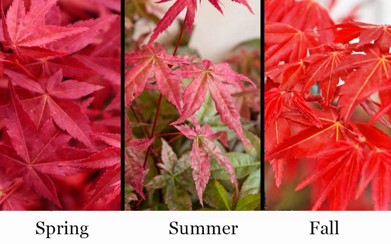  'Beni Maiko' Red Dancing Girl Japanese Maple - 5 Gallon Pot