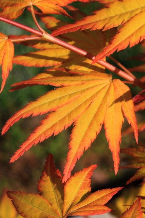  Spring Orange Japanese Maple (Acer Palmatum 'Daidai Haru) - 3 Gallon Pot