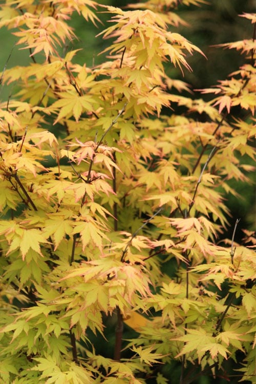  Spring Orange Japanese Maple (Acer Palmatum 'Daidai Haru) - 3 Gallon Pot