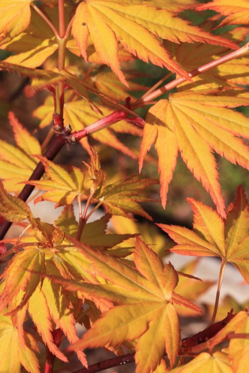  Spring Orange Japanese Maple (Acer Palmatum 'Daidai Haru) - 3 Gallon Pot