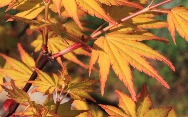  Spring Orange Japanese Maple (Acer Palmatum 'Daidai Haru) - 3 Gallon Pot