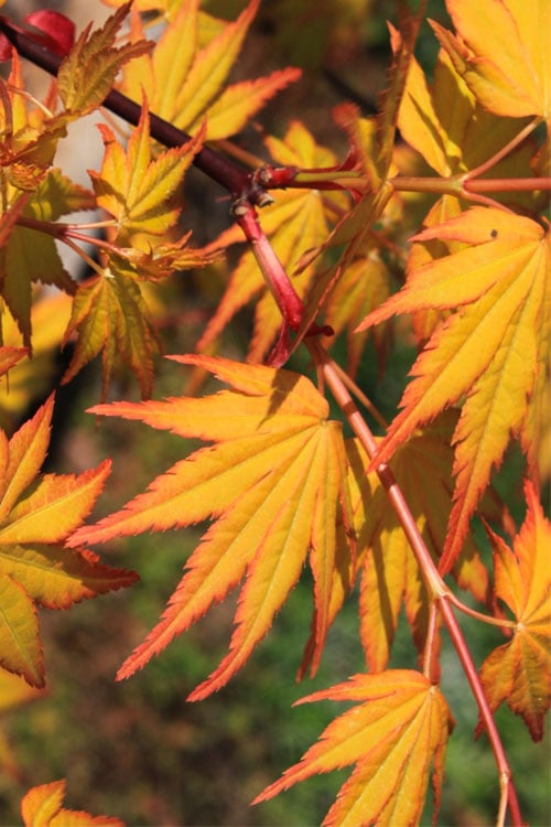  Spring Orange Japanese Maple (Acer Palmatum 'Daidai Haru) - 3 Gallon Pot