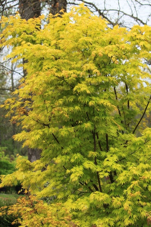  Spring Orange Japanese Maple (Acer Palmatum 'Daidai Haru) - 3 Gallon Pot