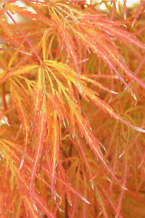  Edgewood's Golden Japanese Maple - 3 Gallon Pot