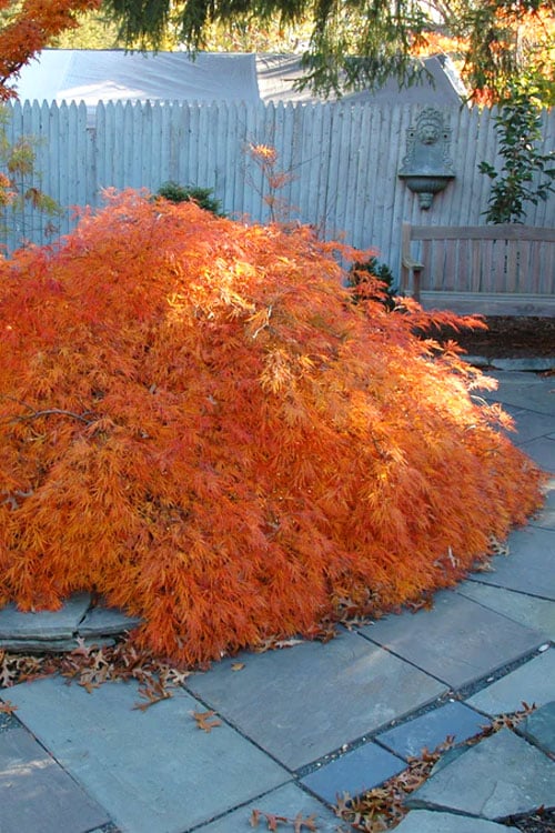  Edgewood's Golden Japanese Maple - 3 Gallon Pot