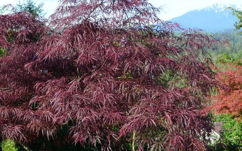  English Lace Japanese Maple - 6 Gallon Pot*B5