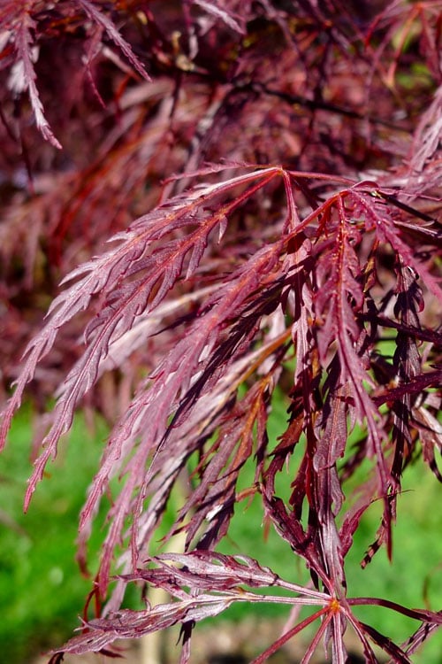  English Lace Japanese Maple - 6 Gallon Pot*B5
