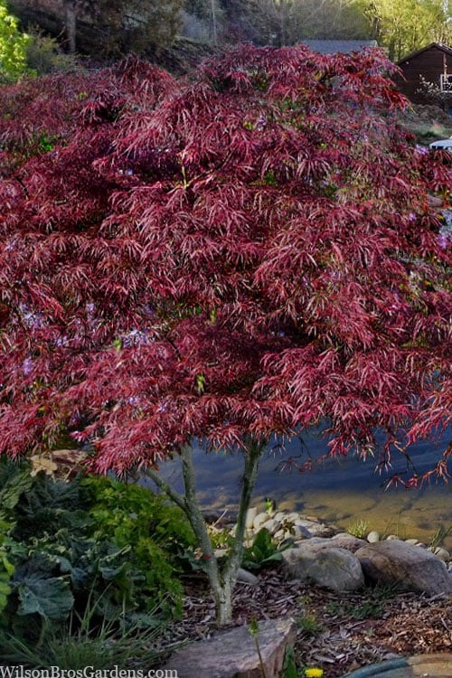  English Lace Japanese Maple - 6 Gallon Pot*B5