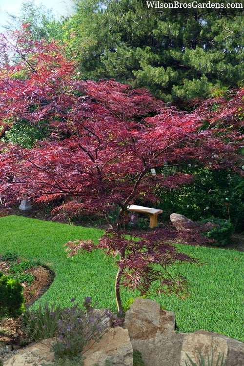  English Lace Japanese Maple - 6 Gallon Pot*B5
