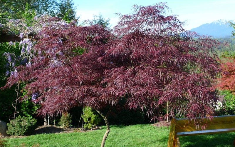  English Lace Japanese Maple - 6 Gallon Pot*B5