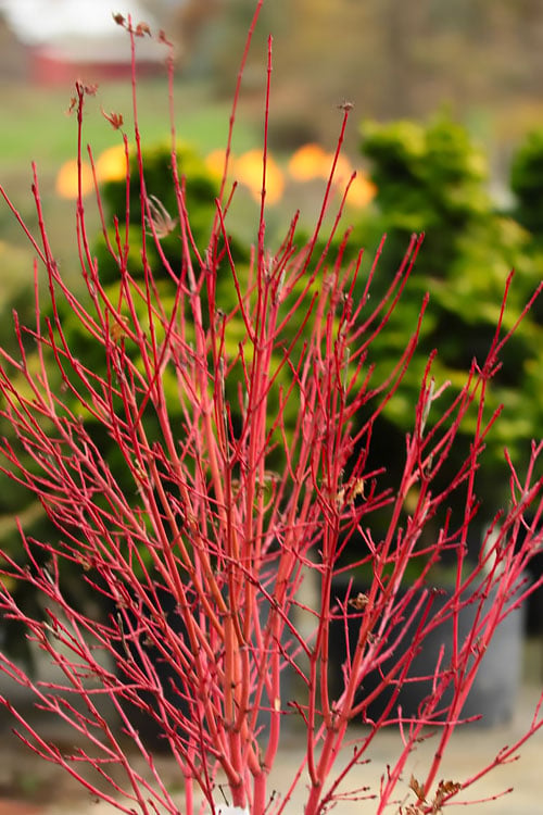 Fjellheim Dwarf Coral Bark Japanese Maple - 3 Gallon Pot