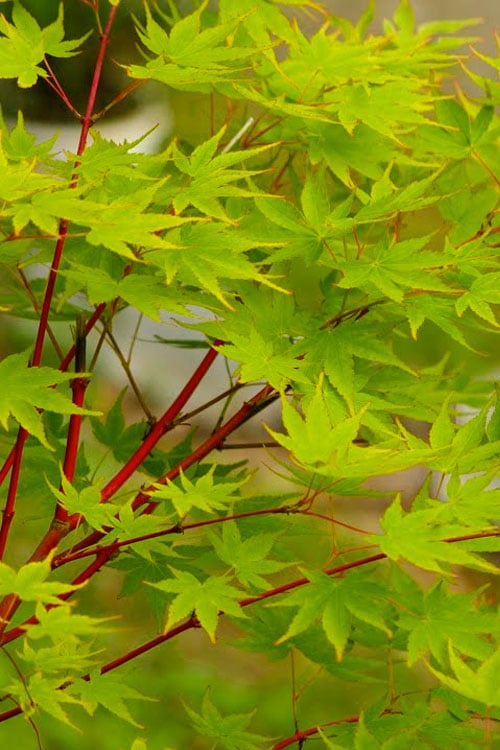  Fjellheim Dwarf Coral Bark Japanese Maple - 3 Gallon Pot