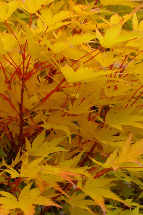  Fjellheim Dwarf Coral Bark Japanese Maple - 3 Gallon Pot