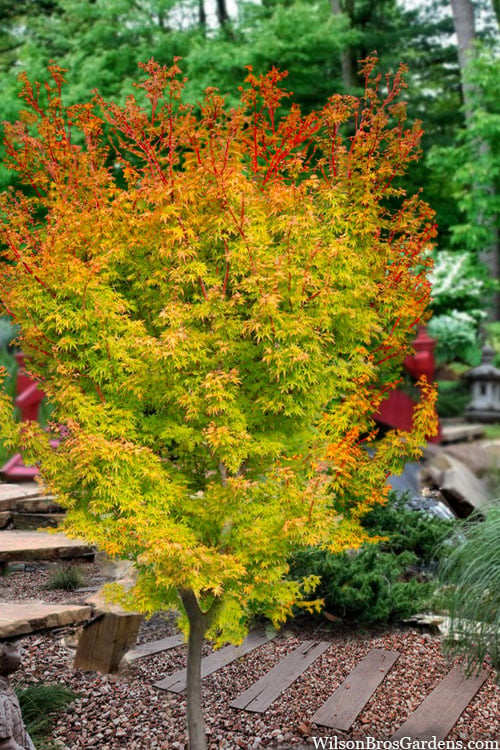  Fjellheim Dwarf Coral Bark Japanese Maple - 3 Gallon Pot