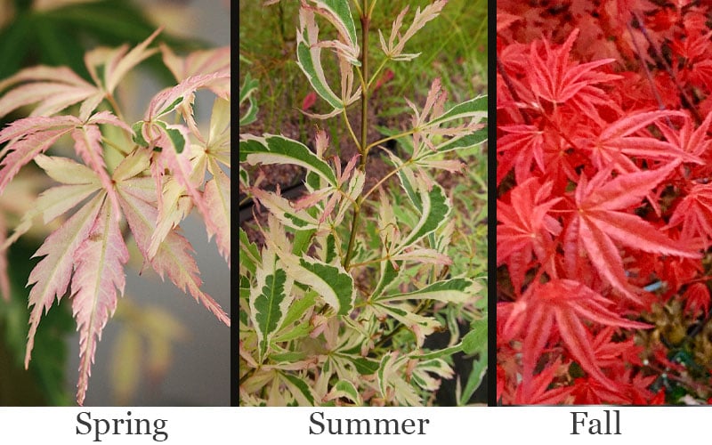  Hana Tsukasa Japanese Maple - 3 Gallon Pot (4-5')