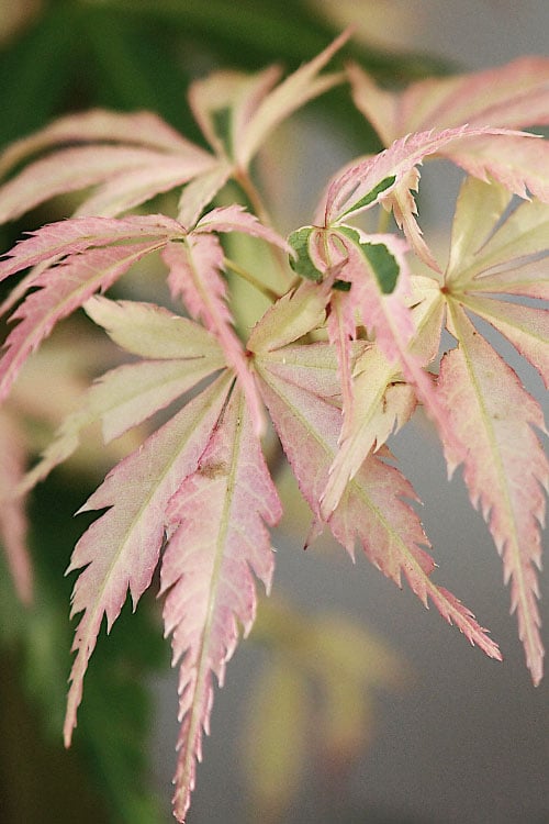  Hana Tsukasa Japanese Maple - 3 Gallon Pot (4-5')