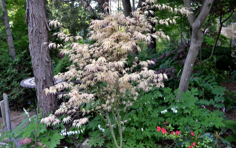  Hana Tsukasa Japanese Maple - 3 Gallon Pot (4-5')