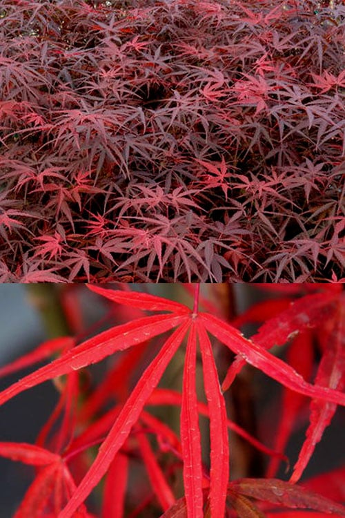 Hubb's Red Willow Japanese Maple - 3 Gallon Pot