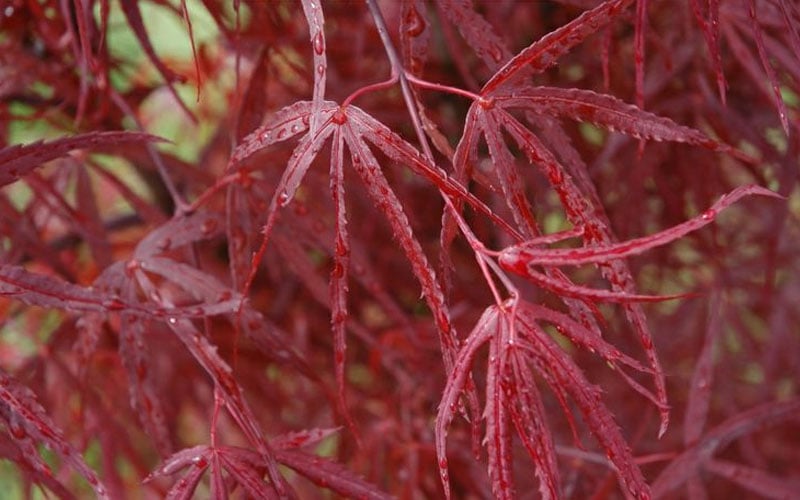  Hubb's Red Willow Japanese Maple - 3 Gallon Pot