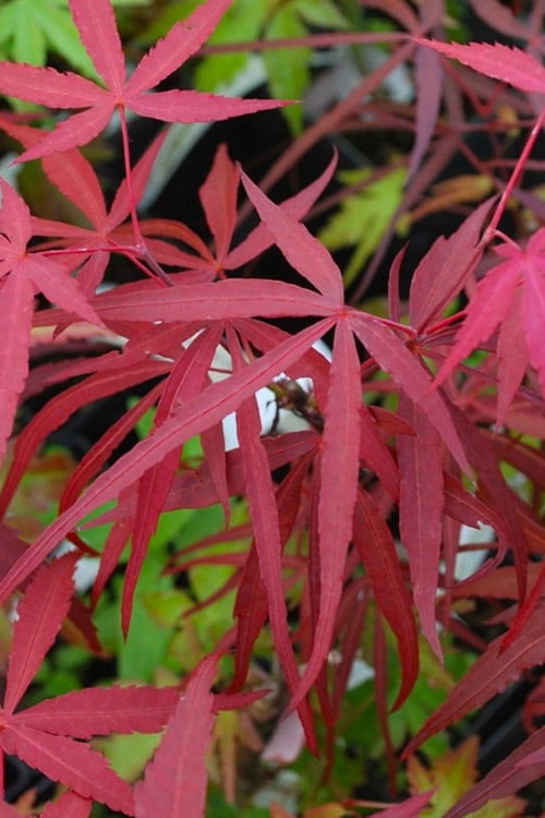  Hubb's Red Willow Japanese Maple - 3 Gallon Pot