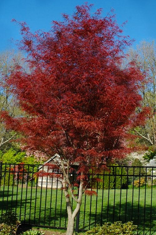  Hubb's Red Willow Japanese Maple - 3 Gallon Pot