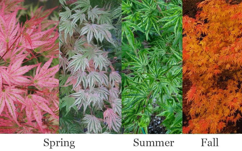  Ikandi Japanese Maple - 3 Gallon Pot (4-5')