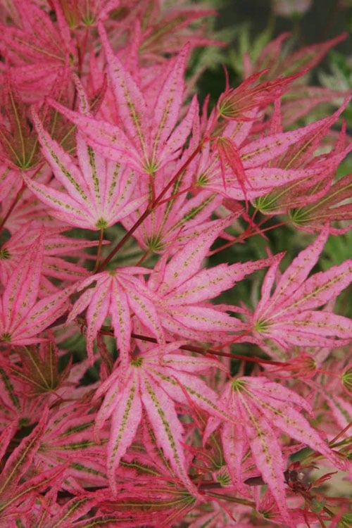  Ikandi Japanese Maple - 3 Gallon Pot (4-5')