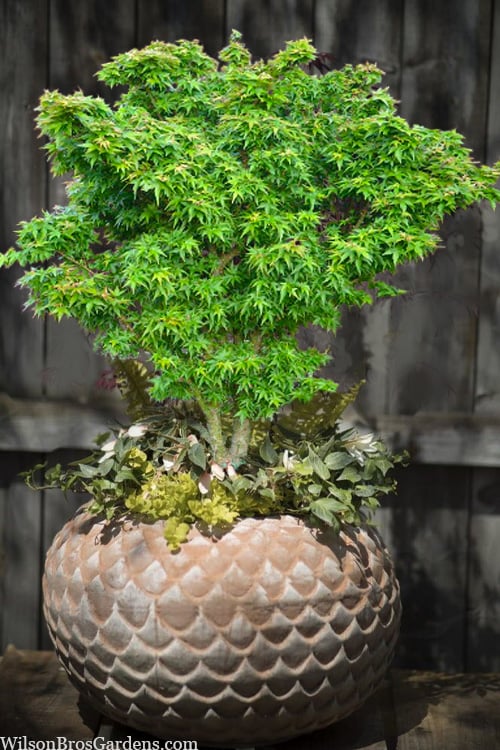  Jade Dragon Dwarf Japanese Maple - 3 Gallon Pot