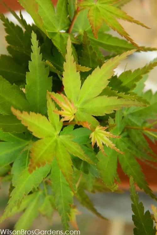  Jade Dragon Dwarf Japanese Maple - 3 Gallon Pot