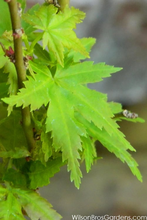  Jade Dragon Dwarf Japanese Maple - 3 Gallon Pot